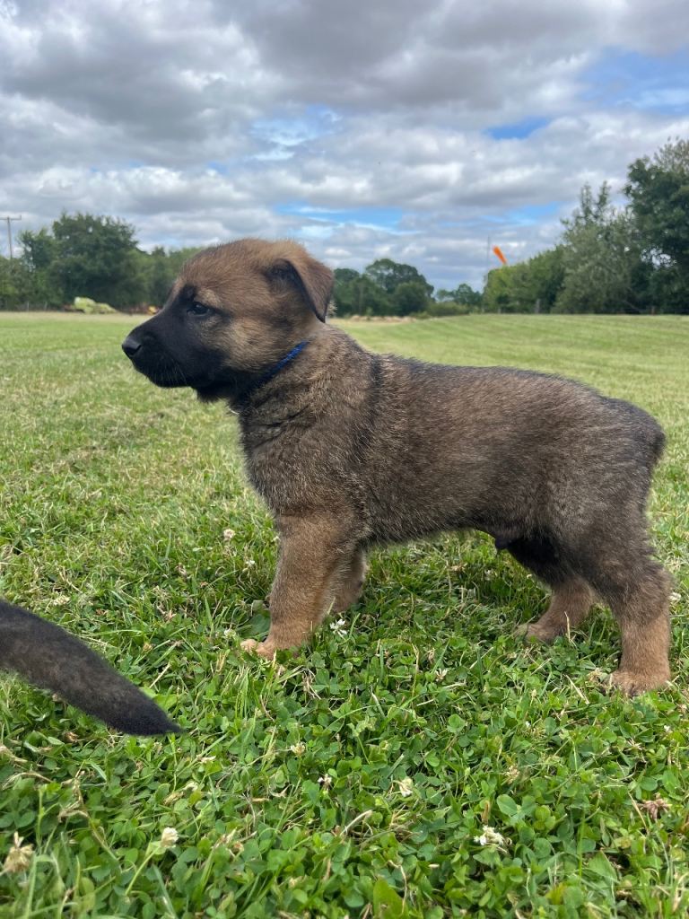 Malinios x DDR German Shepard Puppies 