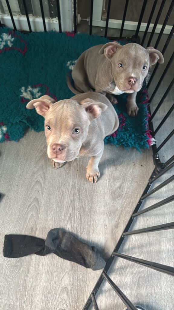 Pocket bully pups 