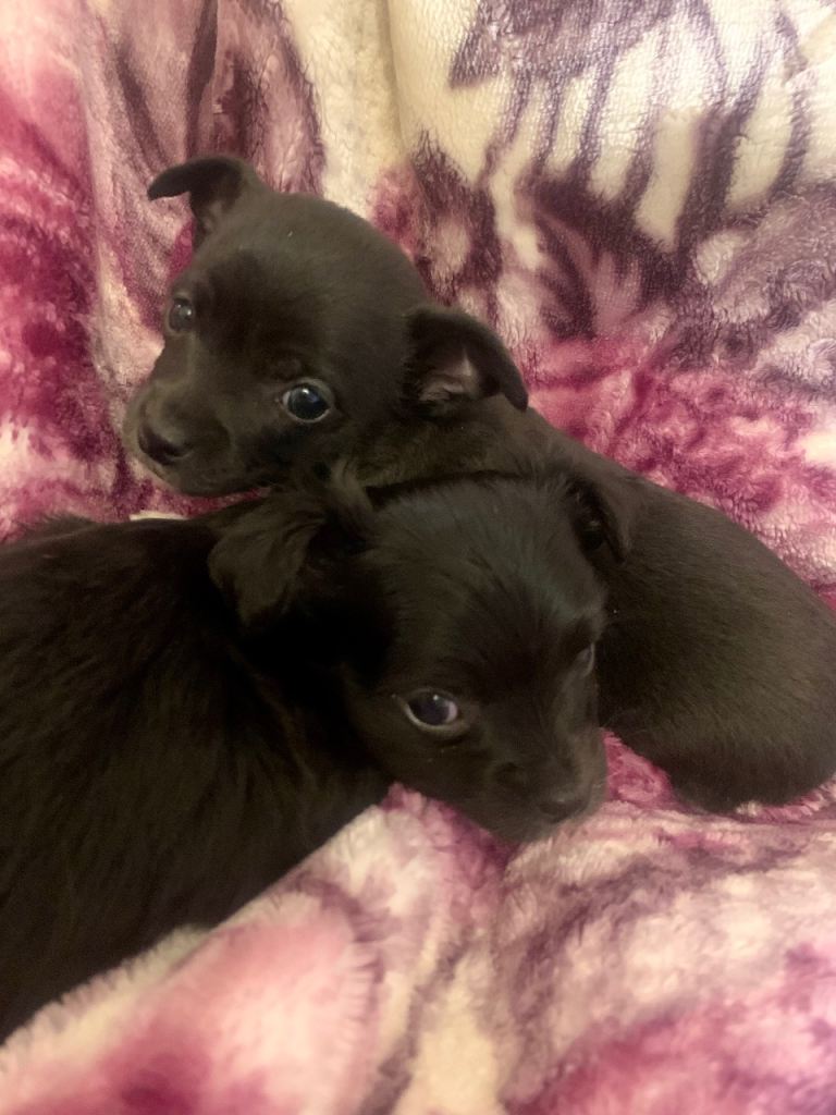 chihuahua x Jack Russell puppies 2X