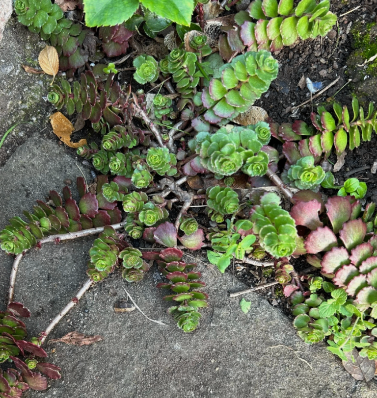 Evergreen Dragon Blood Plant Blooms In Summer Grows On Any Soil and Rocks
