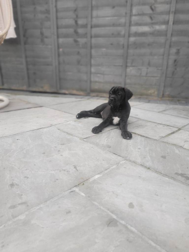 ❗️READY NOW❗️ 3 FEMALE CANE CORSO PUPS AVAILABLE