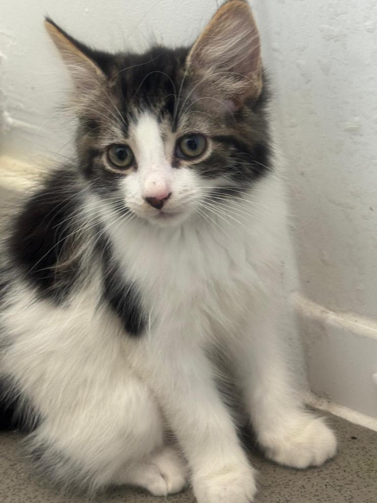 Female kitten 