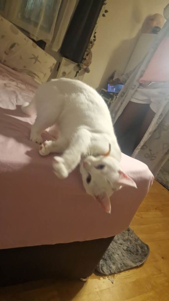 Female white kitten for sale