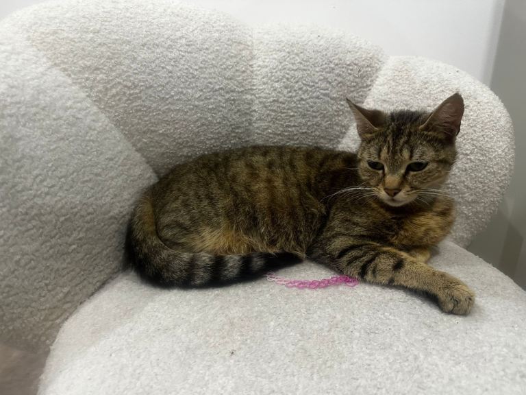 1 tabby Girl cat for sale ready to leave 