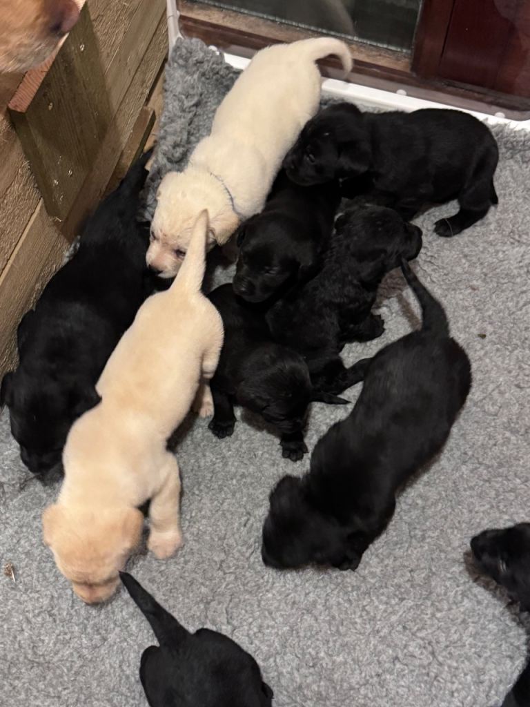 KC Reg Labrador Pups. 