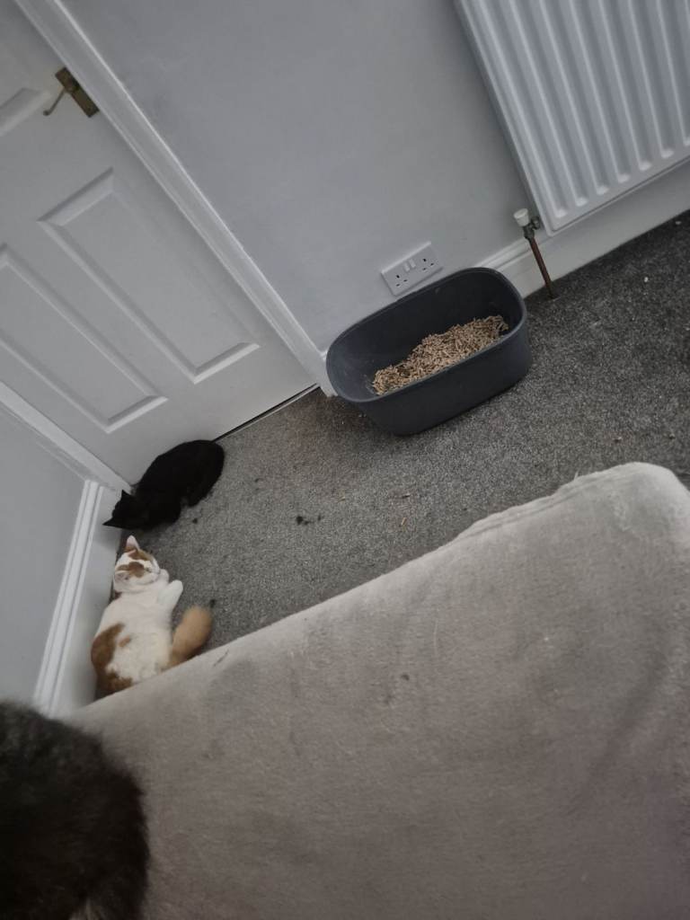 2 cats