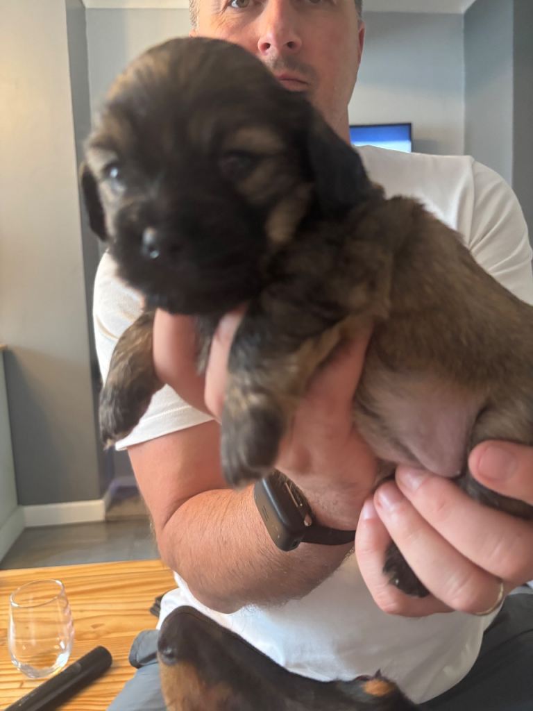 ✨ Gorgeous Schweenie Puppies – only one left.