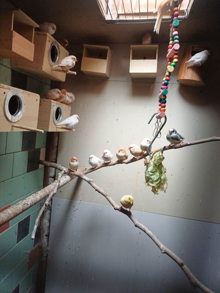 Beautiful Budgies and Finches for Sale
