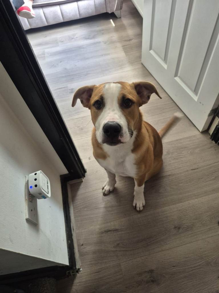 Madders – 7 Month Old Male Puppy – Loving Home Needed – Peterborough  