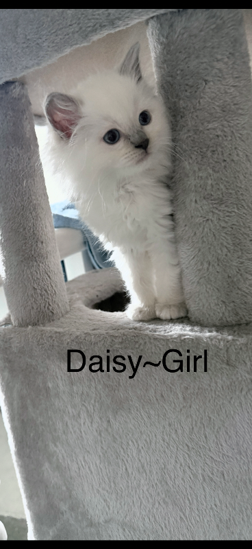 Ragdoll kittens Pure breed rare lilac point 
