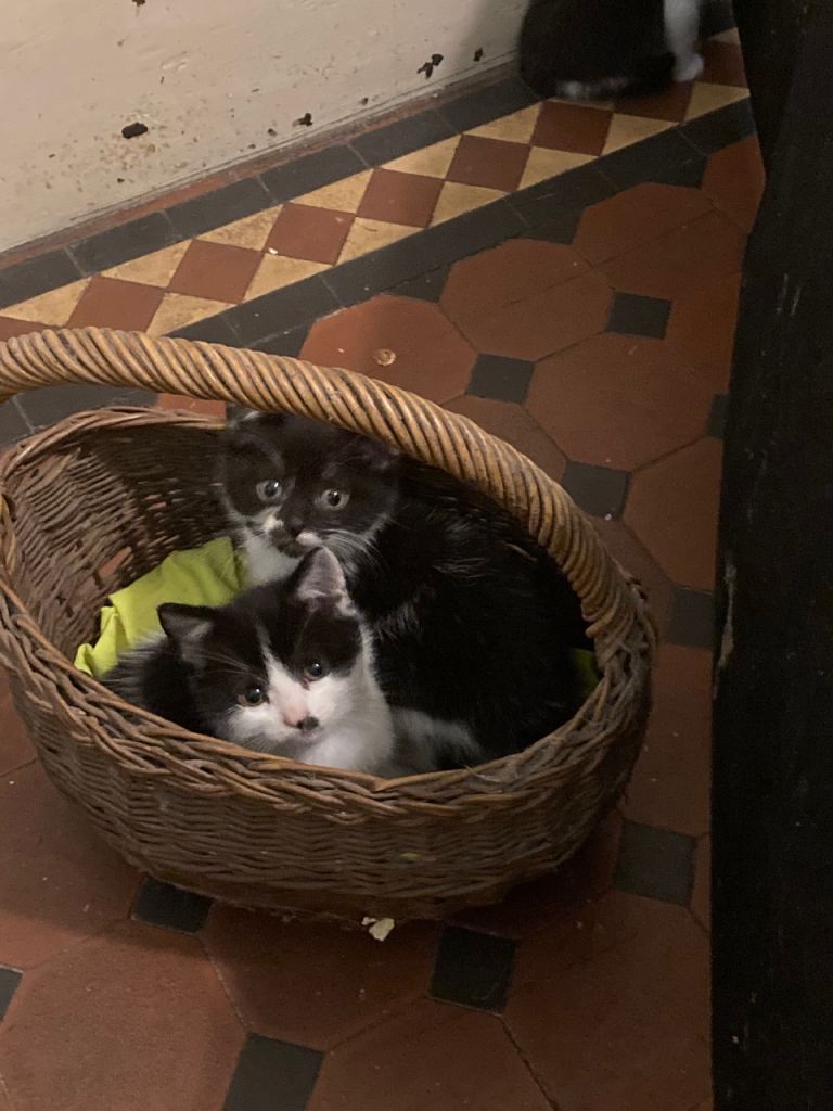 Beautiful black and white kittens 