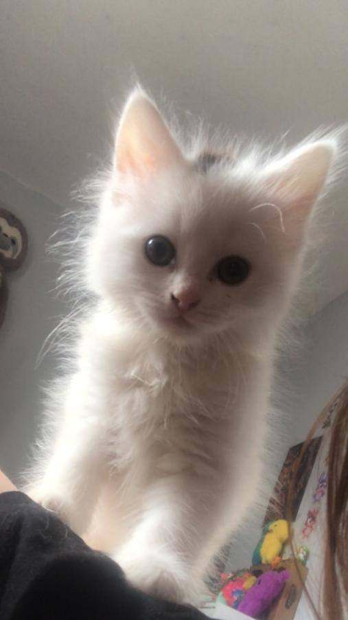Beautiful kittens for sale - ready now