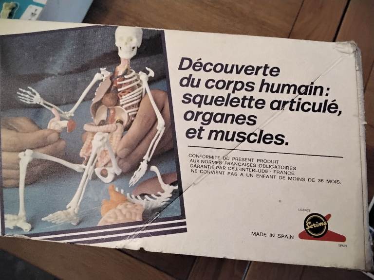 Vintage Human Anatomy Model