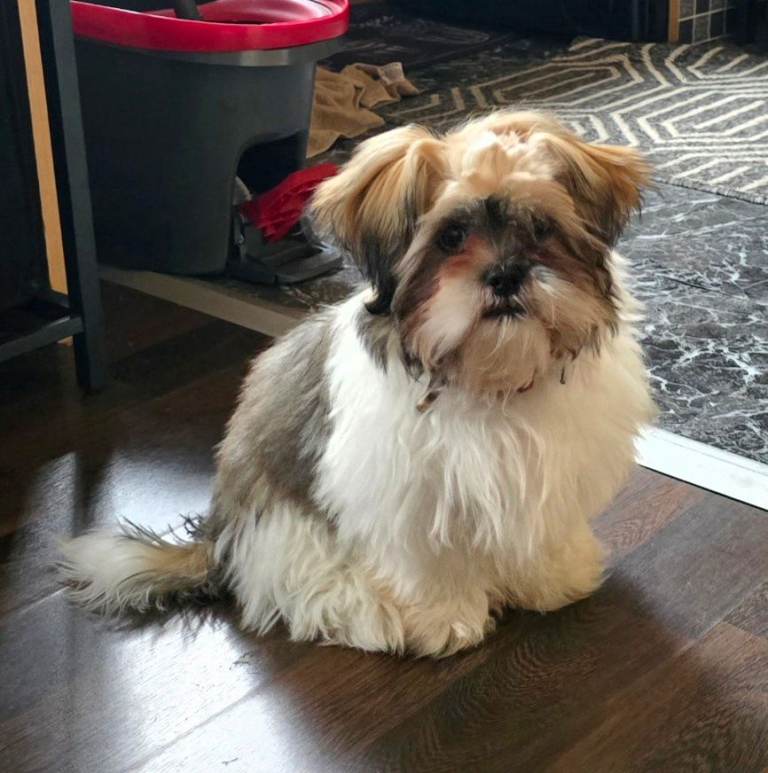 Shih Tzu beautiful 6-month-old