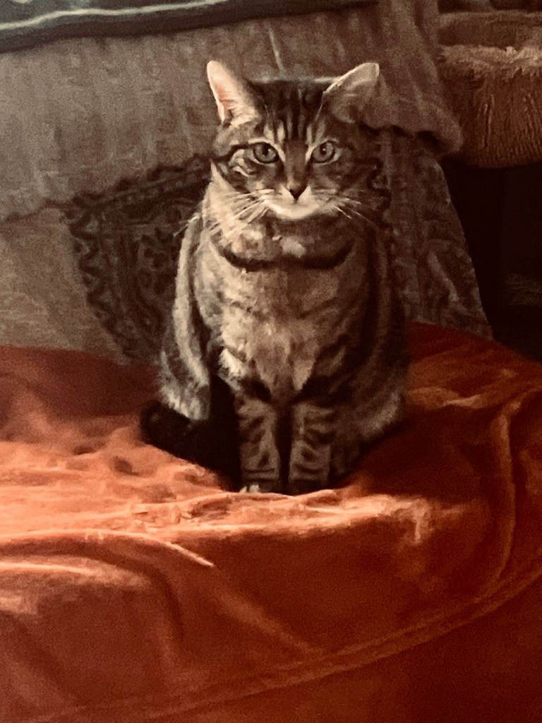 CoolCat seeks retiree with garden Ayr 