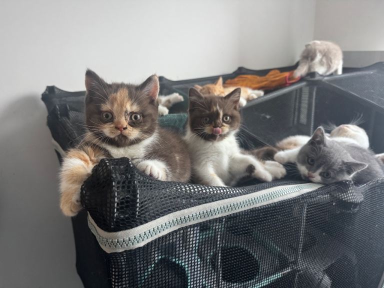 Stunning Gccf Registered British shorthair kittens