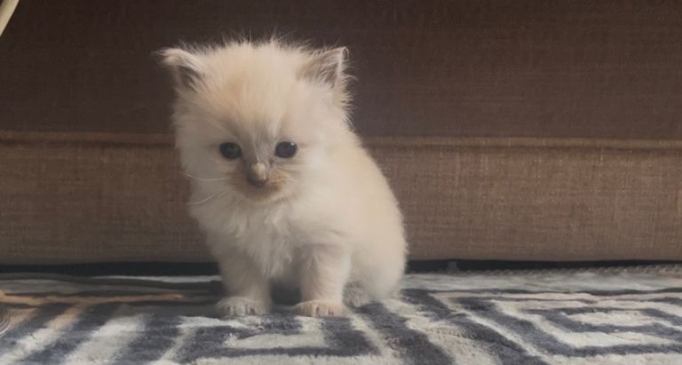 Blue point ragdoll kittens (4 left) 