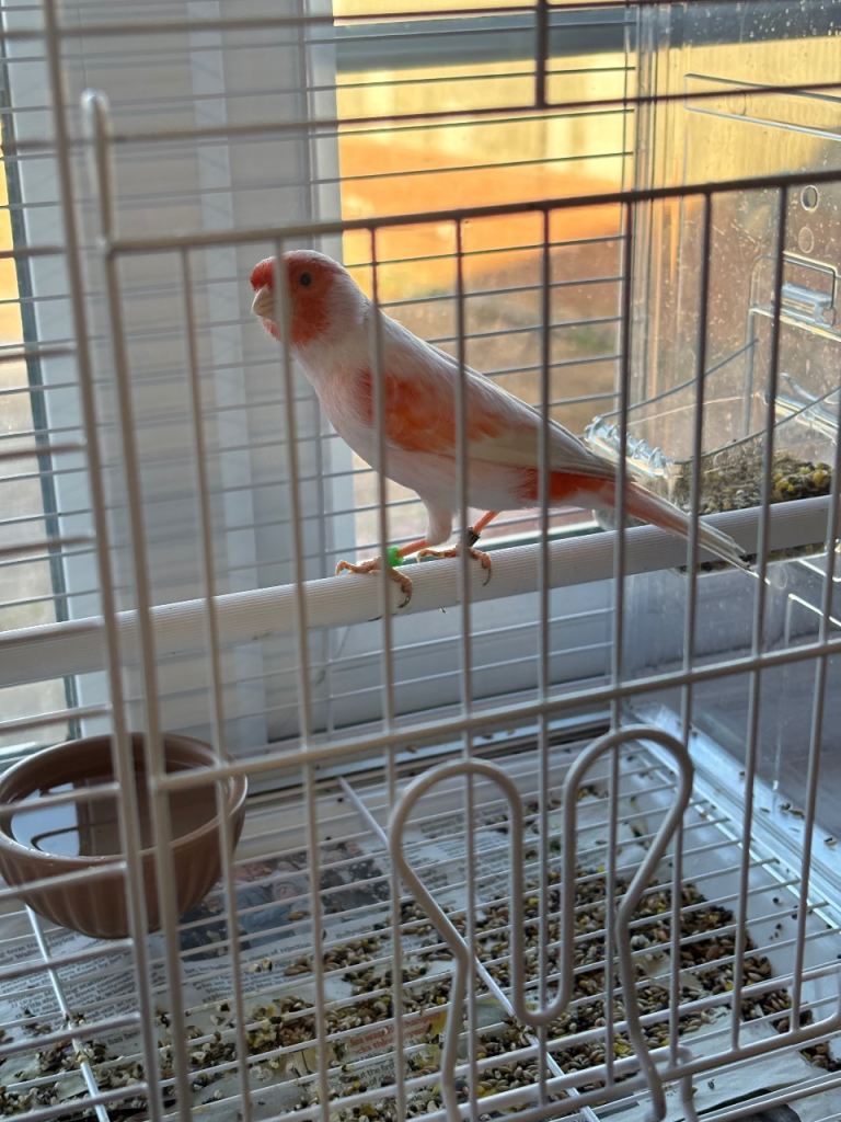 Red mosaic canary bird