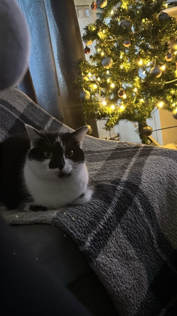 Black and white cat 