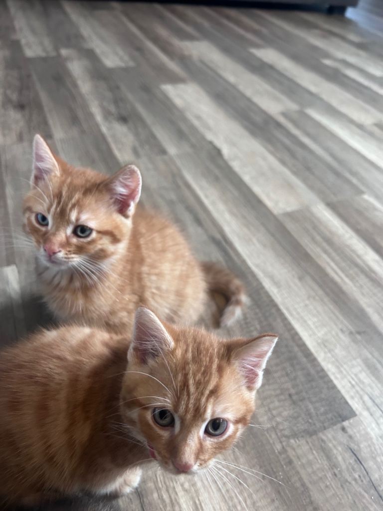 Kittens