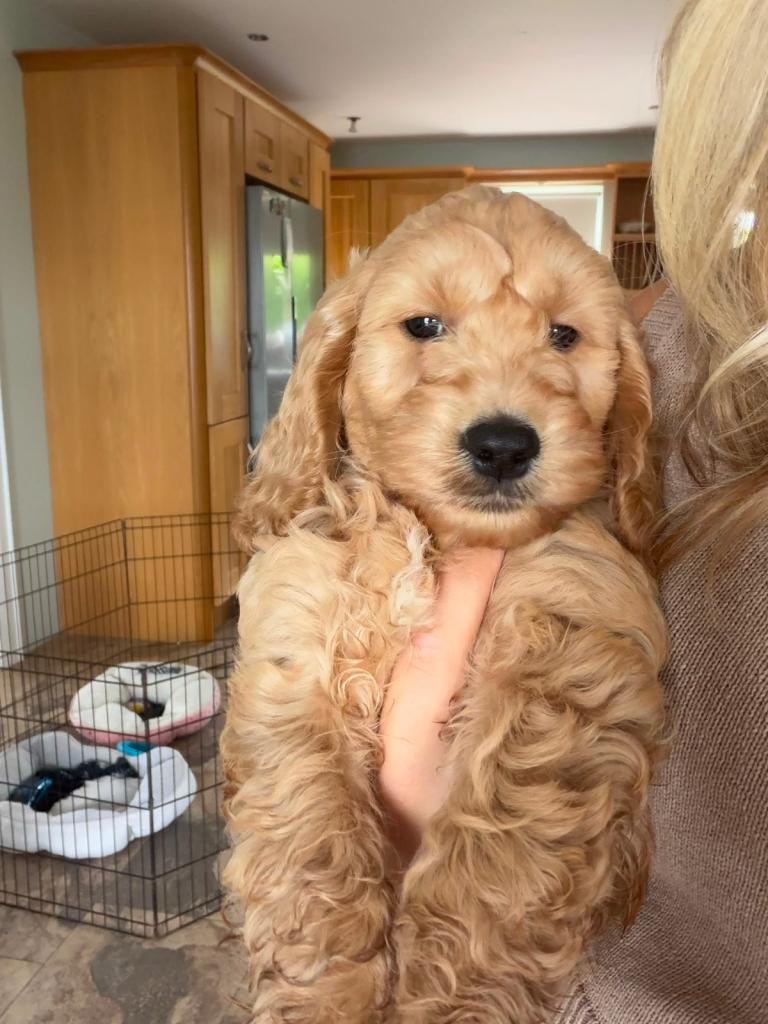 Cockapoo 