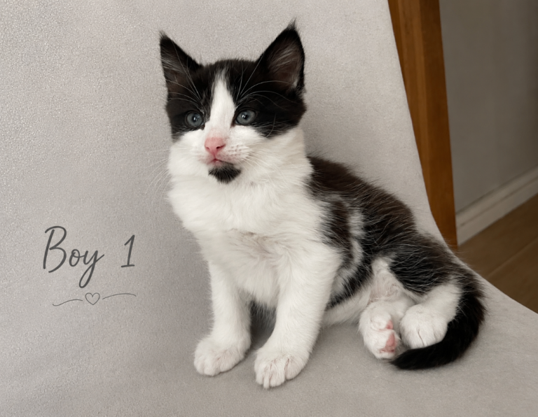 3 Gorgeous Kittens Available Soon - Croydon £170-200