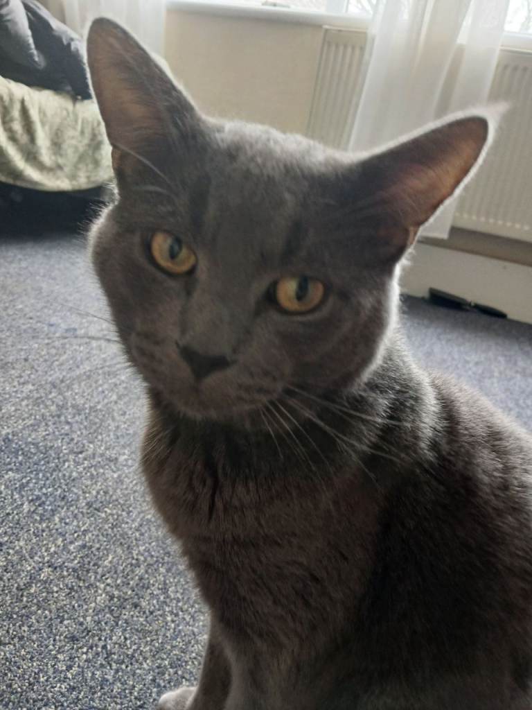 Adult cat nead new home