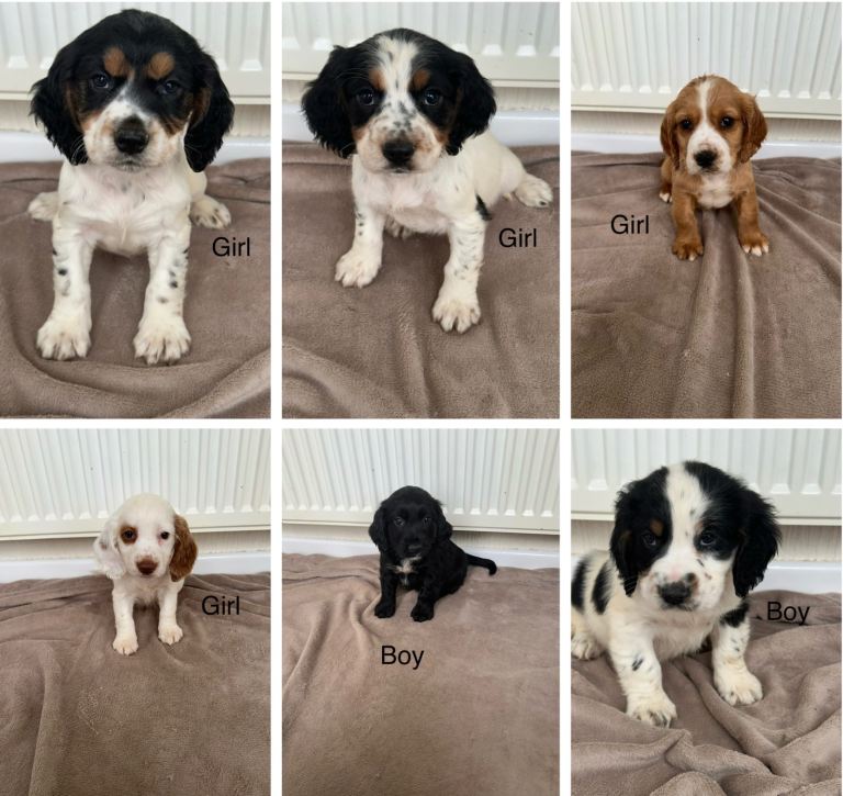 Beautiful cocker spaniel puppies for sale 