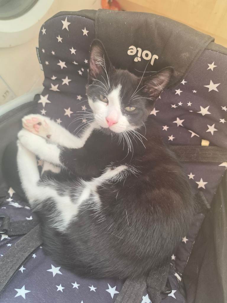 Kitten 