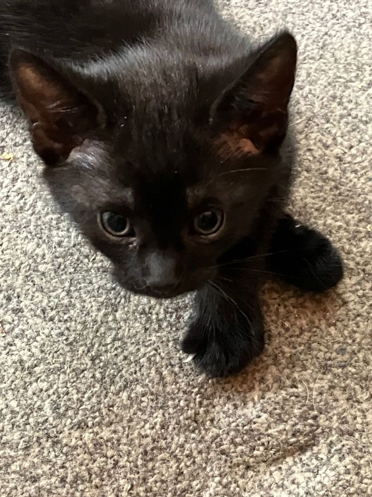 Beautiful Black (Male) & Tortoiseshell (Female) Kittens