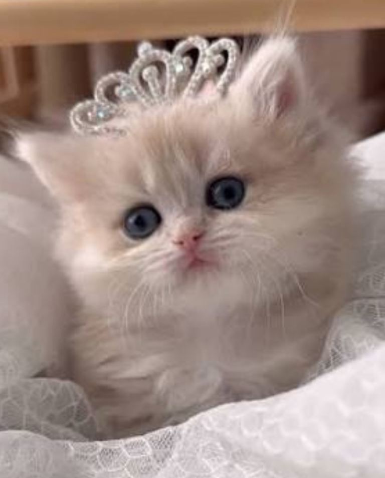 Persian kitten