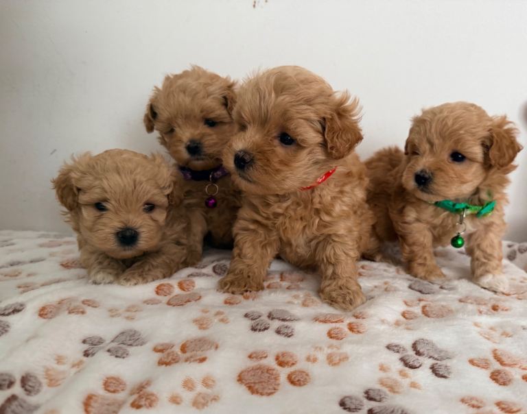 Maltipoo puppy’s for sale 