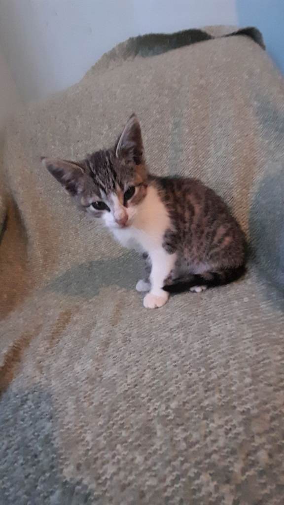 Tabby Kitten for sale