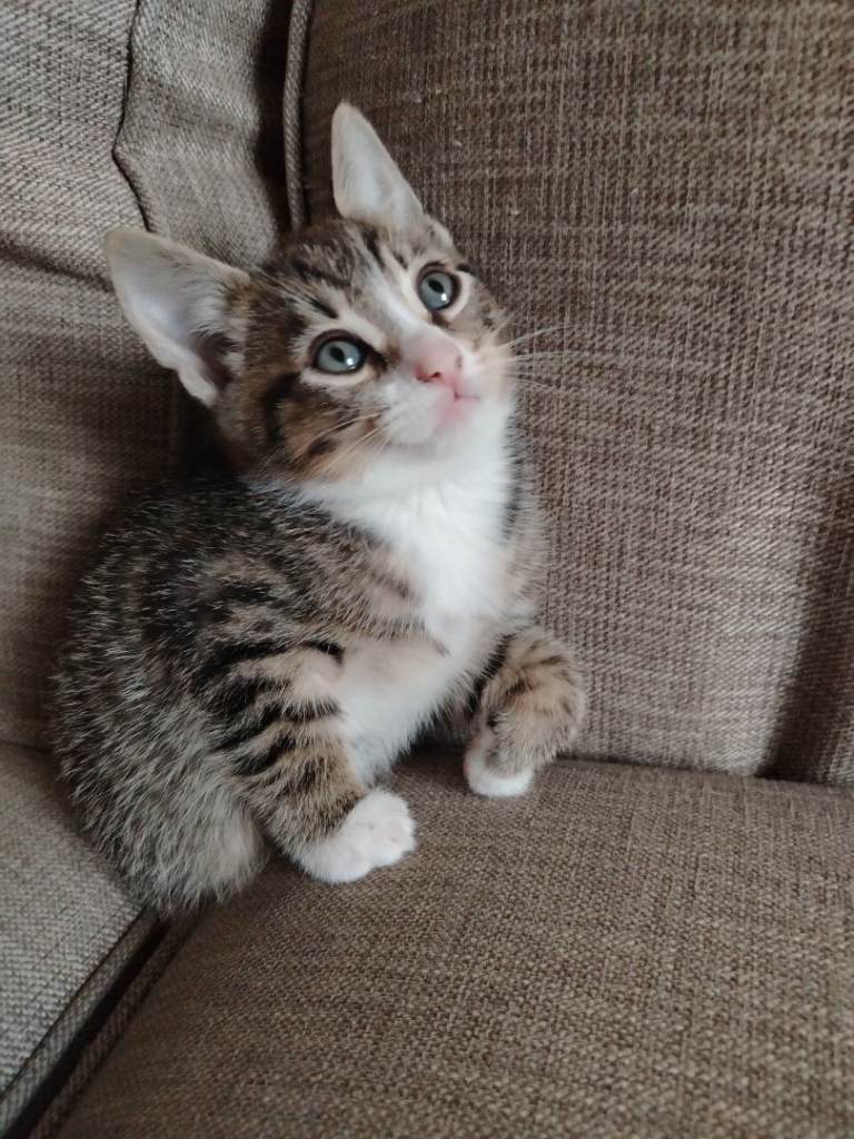 Kittens for sale