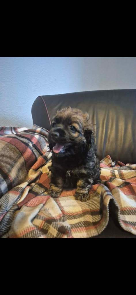 minature american cocker spaniel 