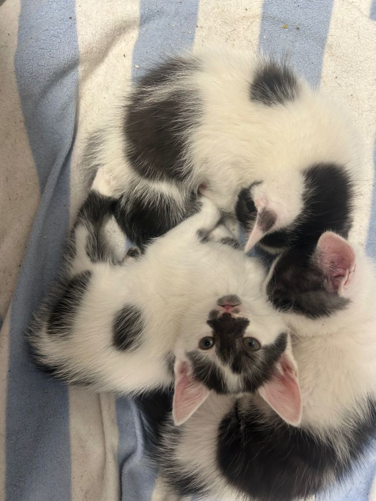 3 BRITISH SHORT HAIR KITTENS 