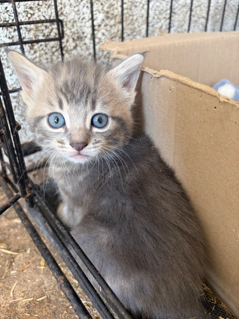 Beautiful kittens 