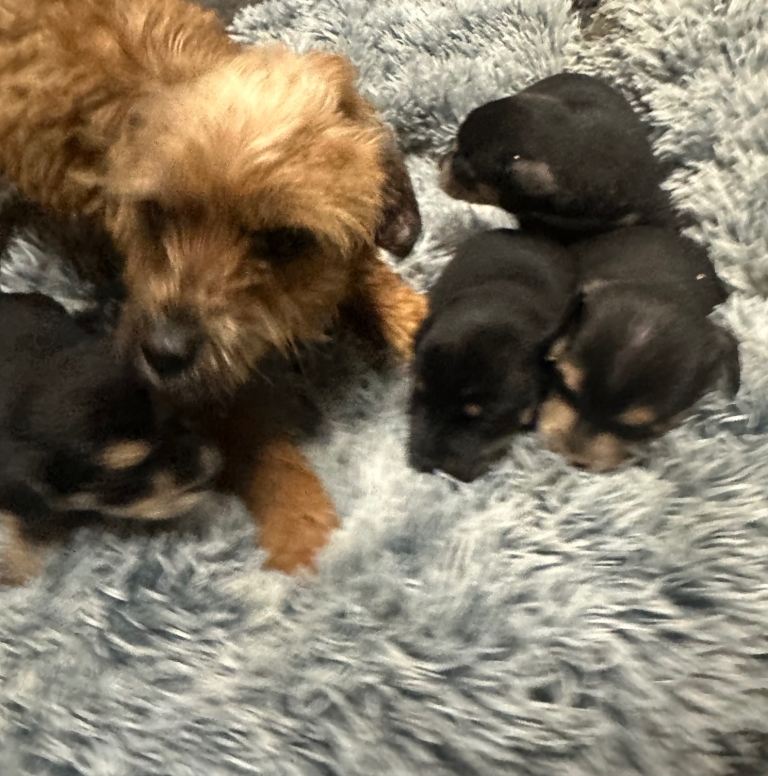 Beautiful litter of Border terrier puppies blue & tan