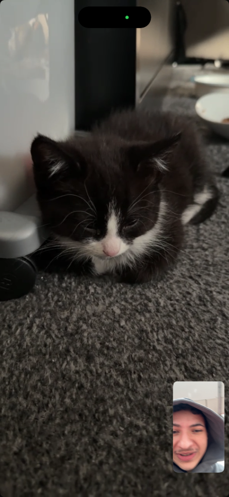 Beautiful kitten needs a home