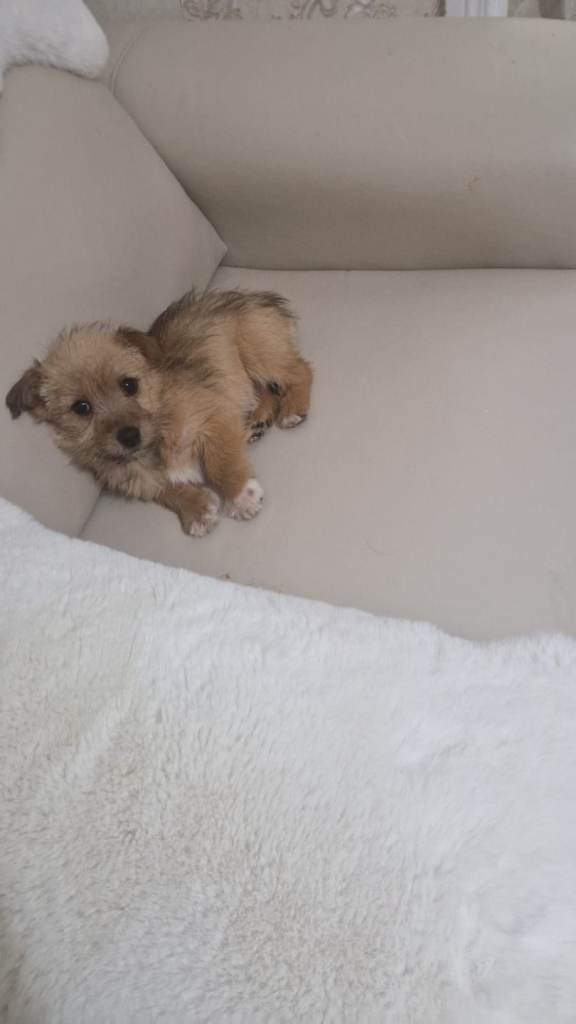 Yorkshire terrier puppies