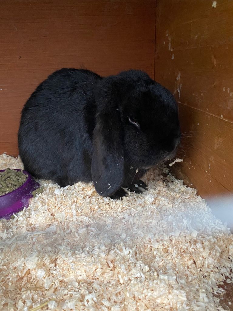 Beautiful boy French lop 