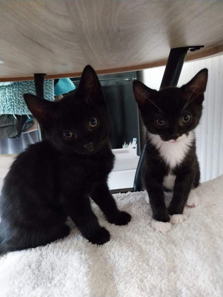 Two little kittens looking for forever home 🏡 