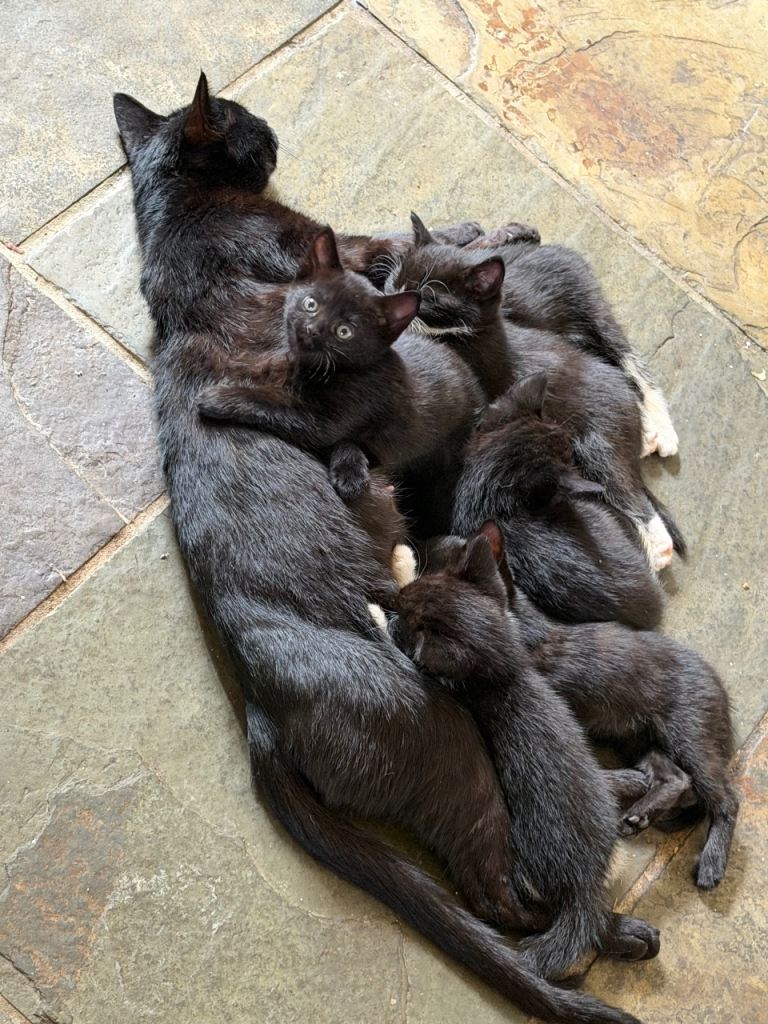 🐾 Gorgeous Kittens Looking for Their Forever Homes 🐾
