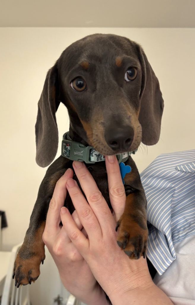 Miniature dachshund 