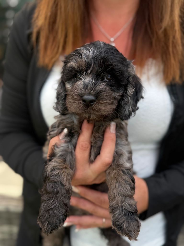 Cavapoo Puppies