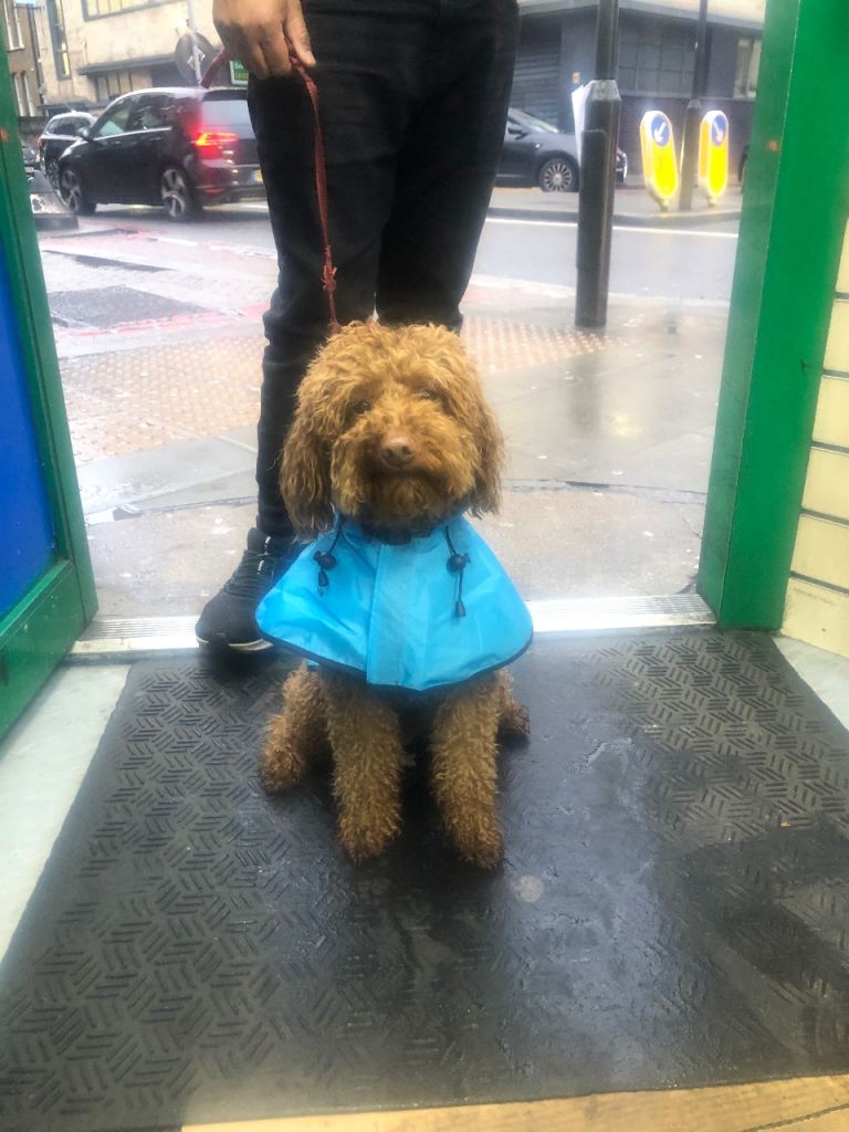 Tan Miniature Poodle INTACT Unneutered male