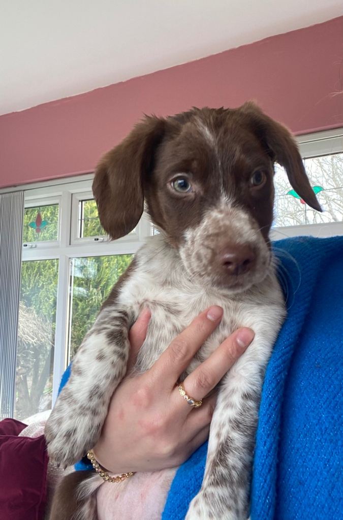 Cocker collie puppies 