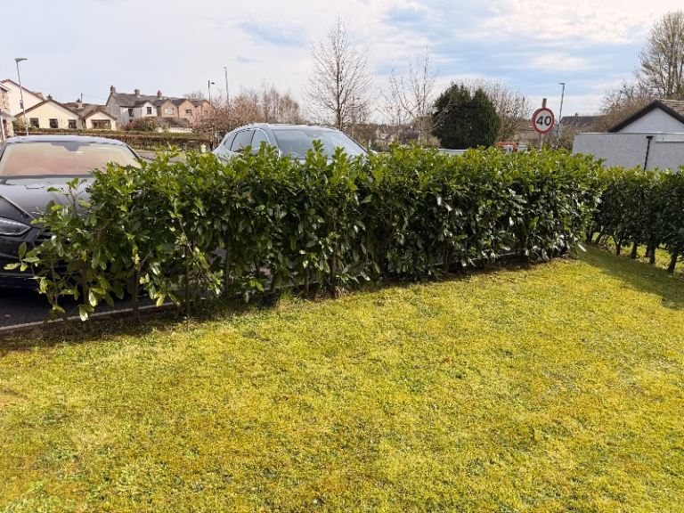 Laurel hedges