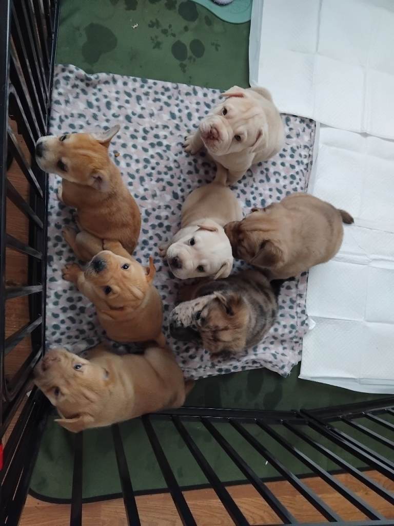 Frenchie-Pei pups