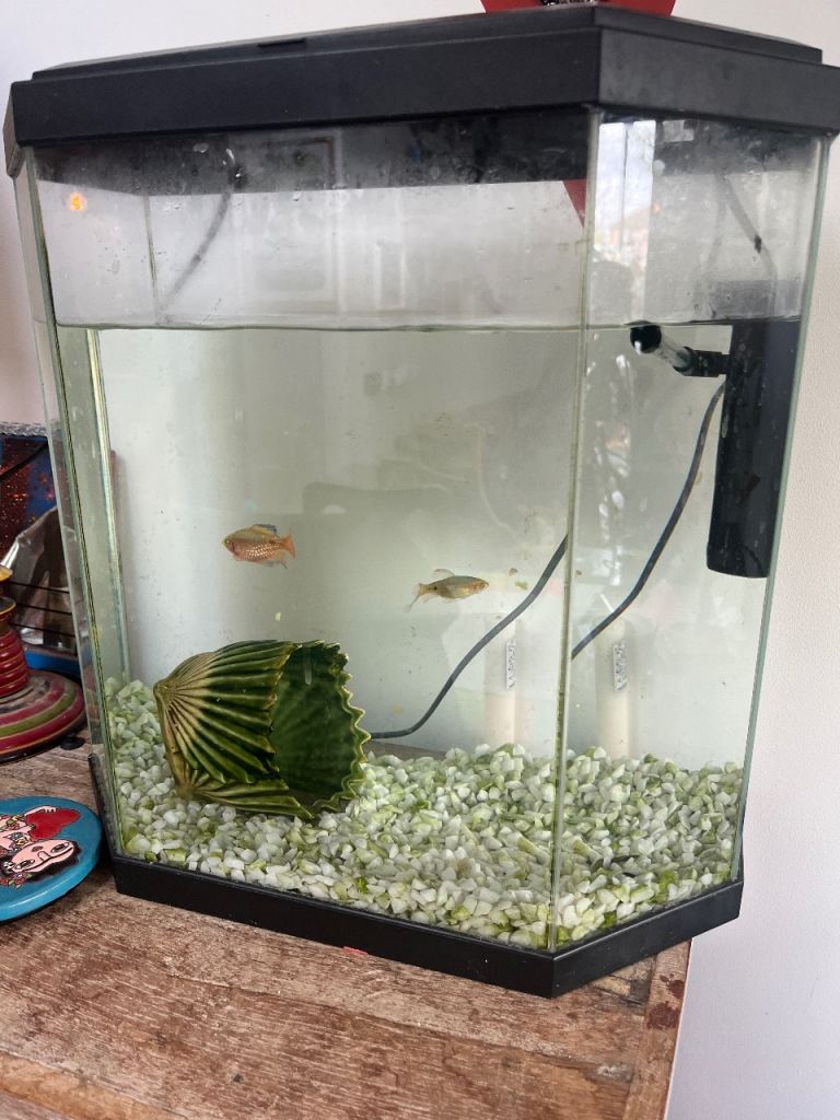Fish and tank